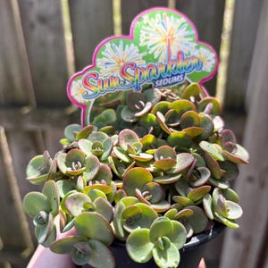 Puede incluir: Una planta de Sedums Sun Sparkler en maceta con hojas verdes y rojizas. La planta tiene una etiqueta con las palabras "Sun Sparkler Sedums" en letras coloridas y una forma de nube. La planta está en una maceta negra.