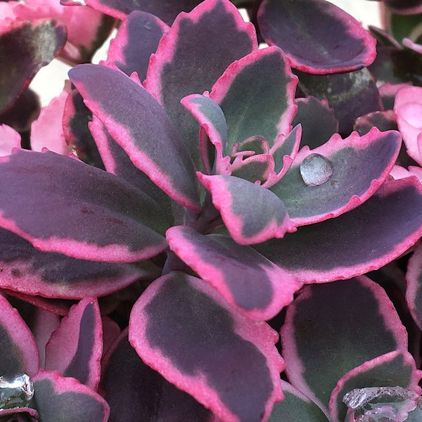 SunSparkler Sedum Dream Dazzler ppaf  PLUG PLANT