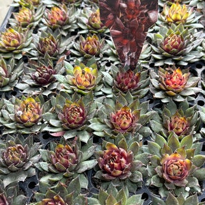 Sempervivum Colorockz Blushing Garnet – Stunning Hardy Succulent (Starter Plant)