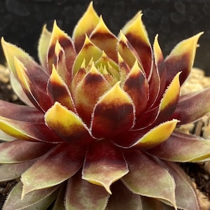 May include: A close-up of a succulent plant with burgundy and yellow leaves. The plant has a rosette shape and is in a pot.