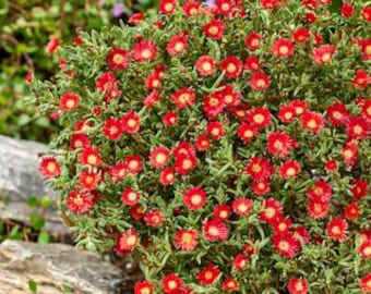 Delosperma Wheels of Wonder ‘Red Hot’ – Planta-do-gelo resistente ao frio – Muda viva