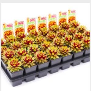 Chick Charms® Gold Rush™ – groot (2,5" pot)