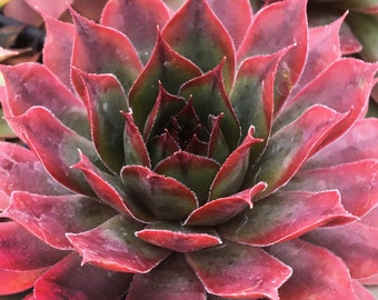 Sempervivum Küken Charms® Herbst Apfel ™