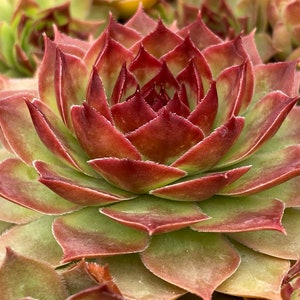 May include: A close-up of a succulent plant with green and red leaves arranged in a rosette pattern.