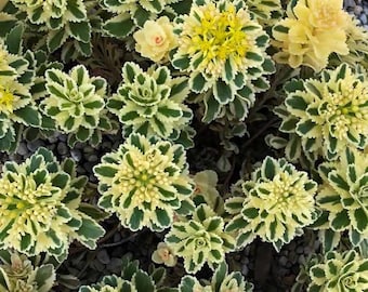 Planta de sedum Atlantis en maceta – Suculenta tapizante variegada