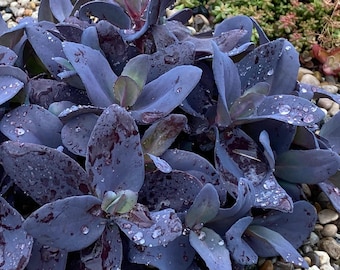 Muda de Sedum ‘Blue Ox’ – Suculenta rasteira SuperSparkler, novidade para 2027