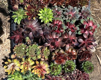 Paquete de inicio de Sempervivum (50 plantas) - Envío gratis