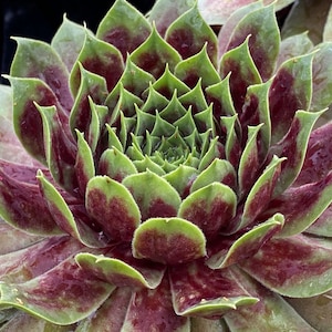 Sempervivum Chick Charm Giants 'Emerald Explosion' ppaf