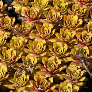 May include: A close-up view of numerous succulents with yellow-green leaves and red-tipped edges. The plants are densely packed together, creating a textured surface. The image is well-lit, highlighting the details of the succulent leaves.