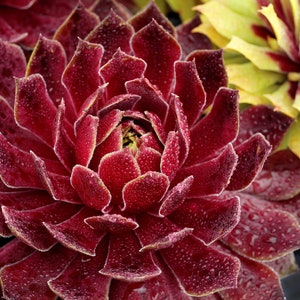 May include: A close-up of a dark red succulent plant with water droplets on its leaves. The plant has a rosette shape and is in focus.