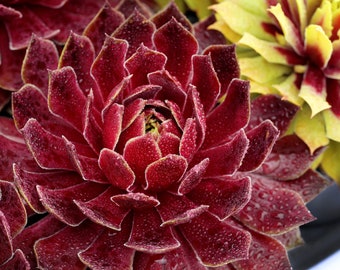 Chick Charms® ‘Candied Apple’ PPAF – Rote robuste Sukkulente (Starterpflanze)