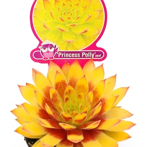 Chick Charmlettes 'Princess Polly' ppaf Playgound Pals- mini sempervivum Nowość na rok 2024