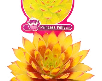 Charmlettes pour poussins Sempervivum « Princess Polly » ppaf - Nouveauté 2024