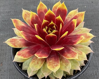 Chick Charms® Giant Gold Mine – Stunning 3” Starter Plant That Grows Up to 10” Wide!