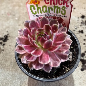 Küken Charms Lotus Blüte Sempervivum - seltene bunte Hennen und Küken