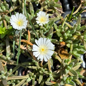 Delosperma Wheels of Wonder ‘White Wonder’ – mrozoodporna roślina lodowa – żywa wtyczka startowa