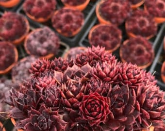 Sempervivum Colorockz Blushing Garnet ppaf - Neu für 2024