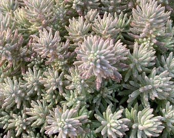 Sedum Angelia Azul, Planta de tapón, Apretada y Ordenada