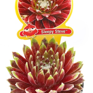 Sempervivum Chick Charmlettes 'Sleepy Steve' TM Fieldtrip Friends - Nowość na rok 2024