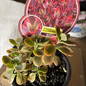 Op de afbeelding: Een potplant van Sedum 'Dazzling Dyn' met groene en rood-paarse bladeren. De plant heeft een label met de tekst "SunSparkler SEDUMS". De plant staat in een zwarte plastic pot.