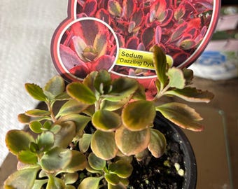 Olśniewający rozchodnik Dynamite Succulent Sunparkler ppaf Nowość na rok 2023, doniczka 3,5 cala