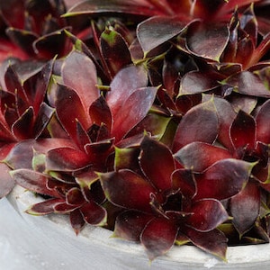 Sempervivum Colorockz ‘Coconut Crystal’ – Oszałamiająca, odporna sukulenta (roślina startowa)