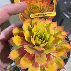 Puede incluir: Primer plano de una planta suculenta en una maceta negra pequeña. La planta presenta hojas de color amarillo verdoso con puntas rojas, etiquetada como "Gold Nugget". La etiqueta dice "Collectable hens & chicks".