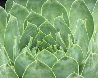 Sempervivum SuperSemp Emerald Plug Plant