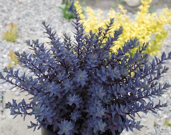 SunSparkler® ‘Sapphire Tuffet’ Sedum PPAF | Levende vaste plant | Blauwpaars blad | Trekt bestuivers aan | Geschikt voor zones 3–9 | Startplant (72 cellen)