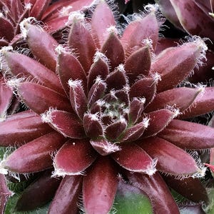 Chick Charm Cosmic Candy Succulent – Żywa roślina startowa z wtyczki 72-Cell