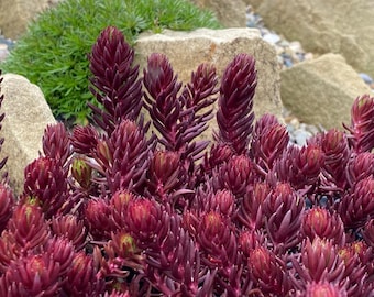Red Angelia Sedum Plug Plant – Tight & Tidy Groundcover Succulent
