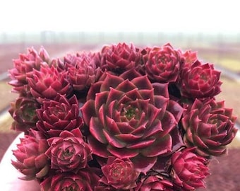 Sempervivum Colorockz Ruby Lime