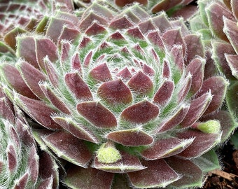 Sempervivum Chick Charms® Powered Pastry ppaf New for 2023