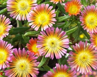 Delosperma Wheels of Wonder ‘Salmony Pink’ – Cold Hardy Ice Plant – Live Starter Plug
