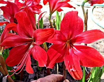 1 Hippeastrum BULB Amaryllis Saffron Cybister Species Type Hybrid Few  Bloomed Already Spring 2024 - Etsy