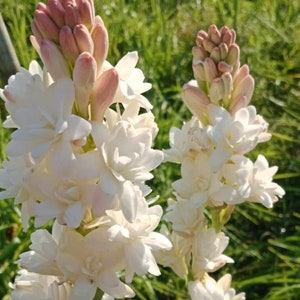 4 New! large bulbs White Double ( Polianthes Tuberosa )