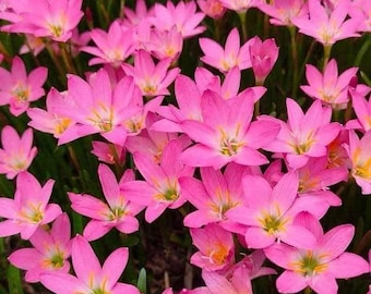 15 New! Sweet Pink ROSEA Rain Lily Bulbs! Zephyranthes.
