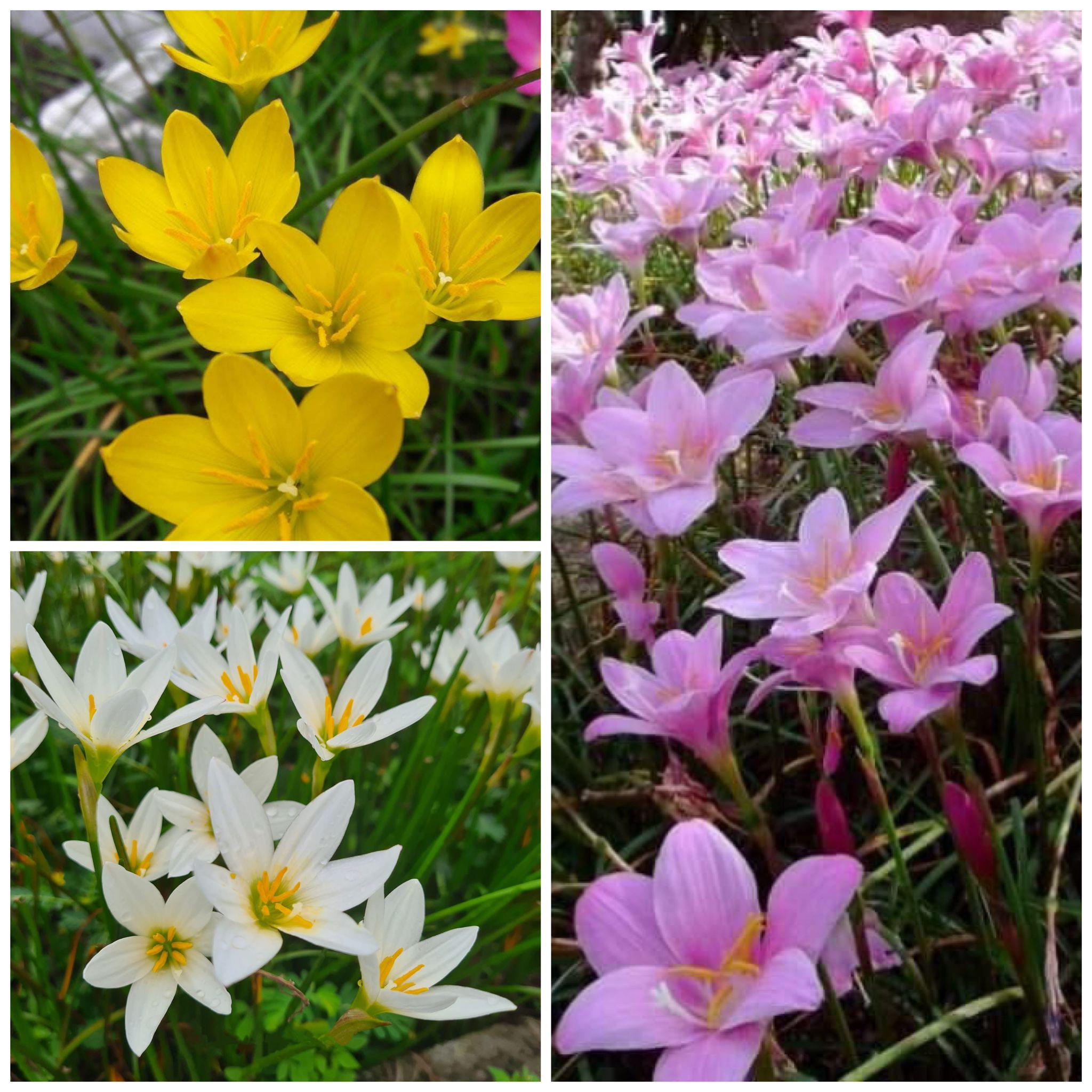 20 MIXED Rain Lily Bulbs! Zephyranthes Yellow Pink and White