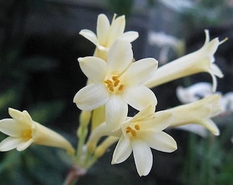 3 RARE Cyrtanthus Mackenii Cream bulbs~Amaryllis Relative