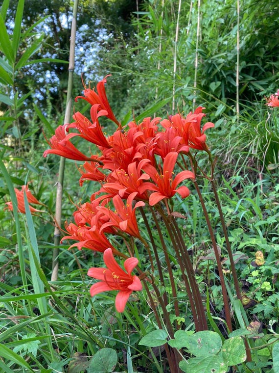 3 ORANGE Spider Lily Bulbs Lycoris Sanguinea From Japan Native - Etsy