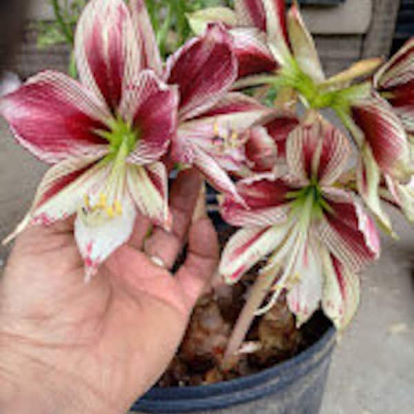 1 Hippeastrum Papilio Seed Grown Butterfly Amaryllis Medium to Large bulbs about 2" across