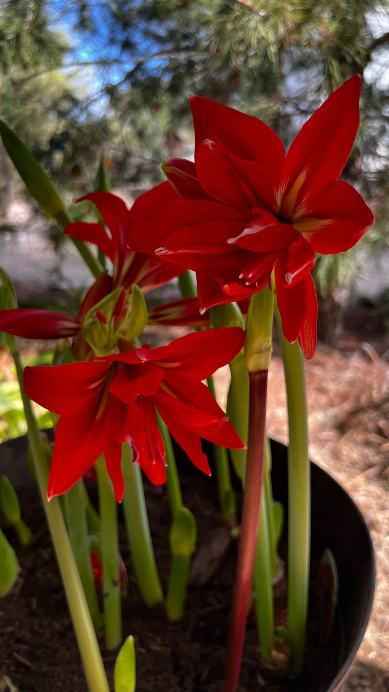 2 Amaryllis SAMBURU Sprouting Bulbs Red Christmas Type Flower Double 16