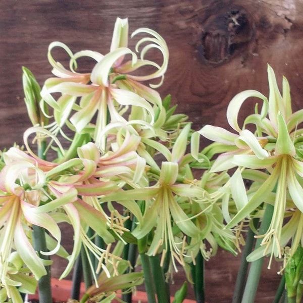 1 Hippeastrum BULB Amaryllis Saffron Cybister Species Type Hybrid Few Bloomed Already spring 2024