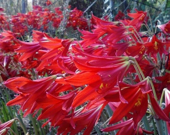 200 Rhodophiala Bifida OXBLOOD Lily SMALL BULBS ~~ Mini Red Amaryllis Relative