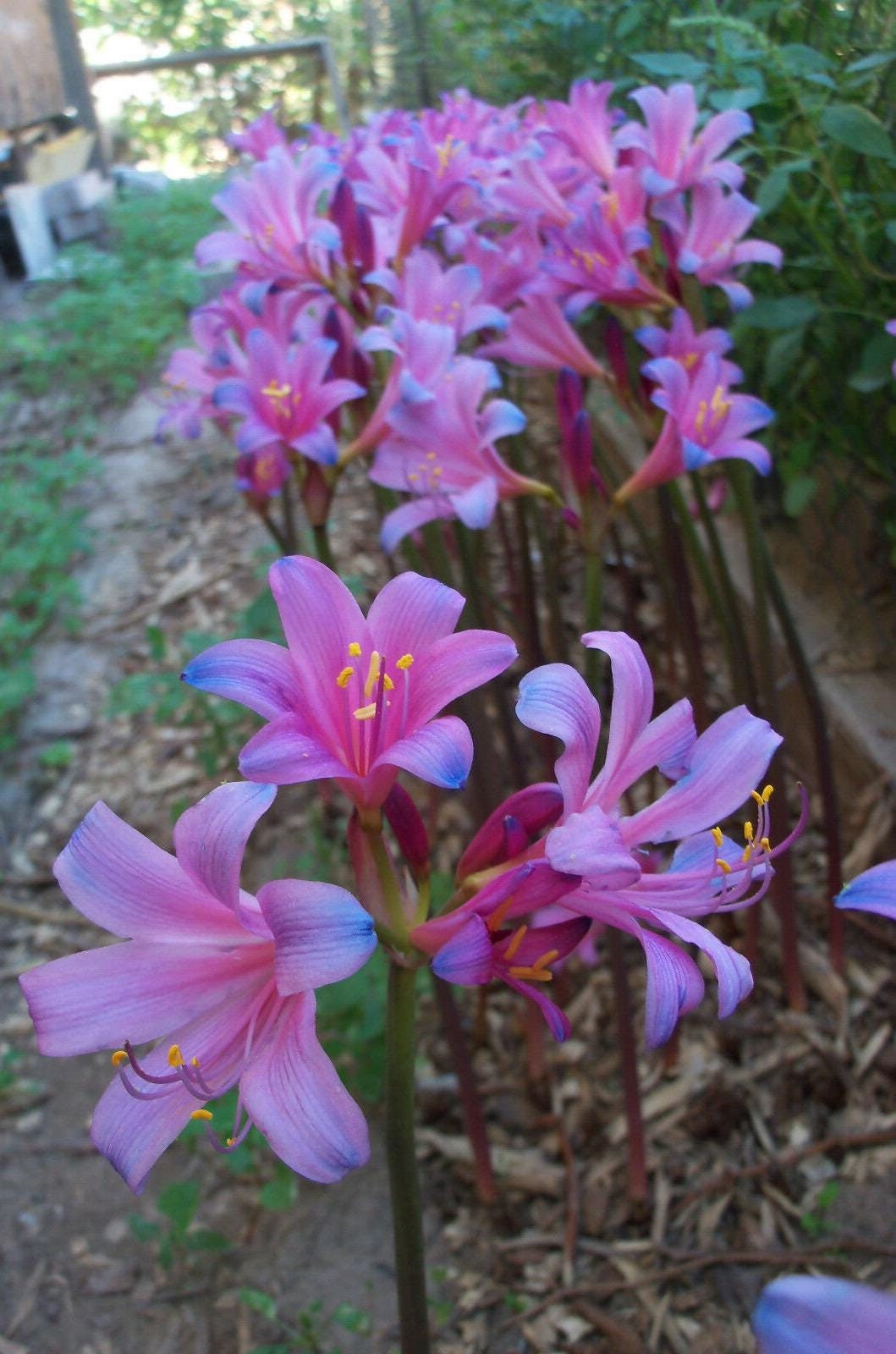 2 Lycoris Sprengeri BLUE SPIDER LILY! Rare Tie-Die Bulb