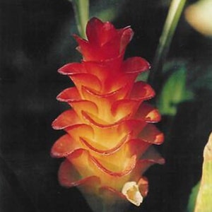 1 Curcuma ROSCOEANA~Rainbow Ginger Lily~Thai Tulip Bulb