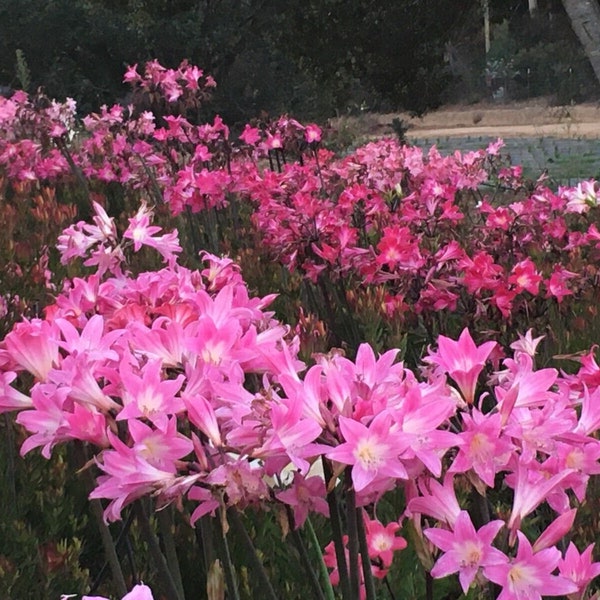 30 Amaryllis Belladonna Hybrids Pink Varieties Medium size Bulbs not Hippeastrum