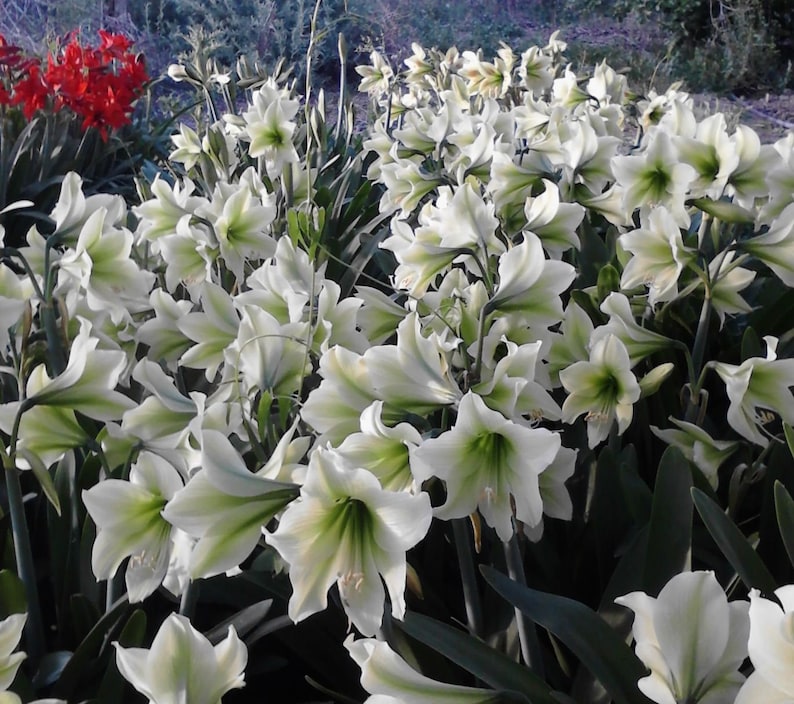 1 Amaryllis GREEN DRAGON African Hippeastrum Bulb Discontinued RARE image 5