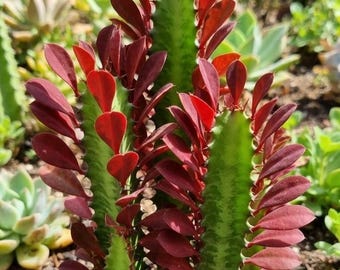 1 Live plant Euphorbia trigona 'Royal Red Rubra' Size 5-7" tall African milk tree