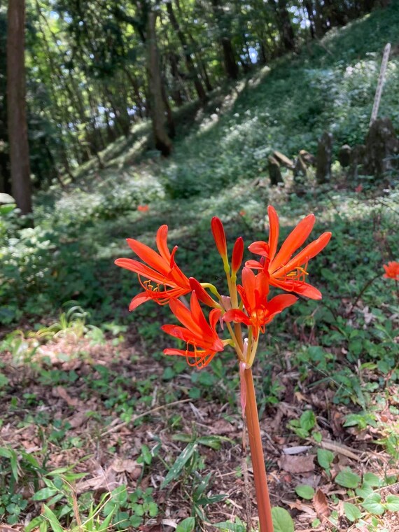 3 ORANGE Spider Lily Bulbs Lycoris Sanguinea From Japan Native - Etsy